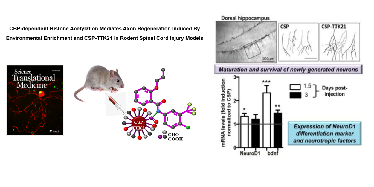 Tilbagekaldelse Krigsfanger Perfekt Specific KAT activator: implications in Nano-Biotechnology and  Neurodegenerative Diseases | Jawaharlal Nehru Centre for Advanced  Scientific Research