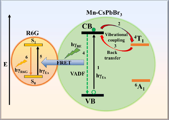 Harnessing Vibrationally Assisted Delayed Fluorescence for Enhanced Energy Transfer in Mn-Doped CsPbBr3 Nanocrystals