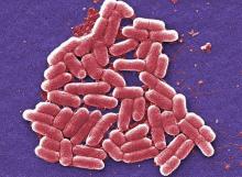 Prime target: Escherichia coli was one of the bacteria to be tested. 
