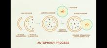 Autophagy pathway