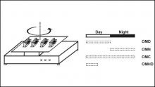 Experimental setup and design. Credit: Lone et al., JNeurosci 2021